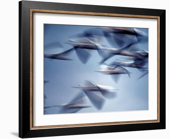 Snow Geese in Flight at the Skagit Flats, Washington, USA-Charles Sleicher-Framed Photographic Print