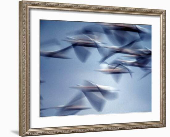 Snow Geese in Flight at the Skagit Flats, Washington, USA-Charles Sleicher-Framed Photographic Print