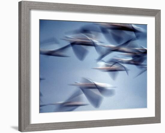 Snow Geese in Flight at the Skagit Flats, Washington, USA-Charles Sleicher-Framed Photographic Print