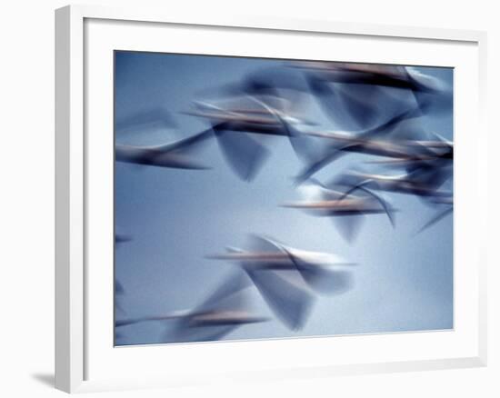 Snow Geese in Flight at the Skagit Flats, Washington, USA-Charles Sleicher-Framed Photographic Print