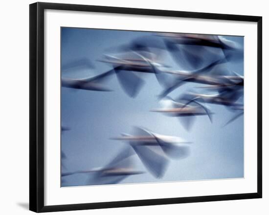 Snow Geese in Flight at the Skagit Flats, Washington, USA-Charles Sleicher-Framed Photographic Print