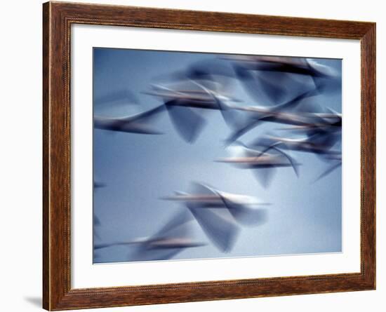 Snow Geese in Flight at the Skagit Flats, Washington, USA-Charles Sleicher-Framed Photographic Print