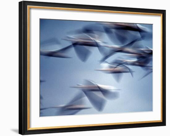 Snow Geese in Flight at the Skagit Flats, Washington, USA-Charles Sleicher-Framed Photographic Print