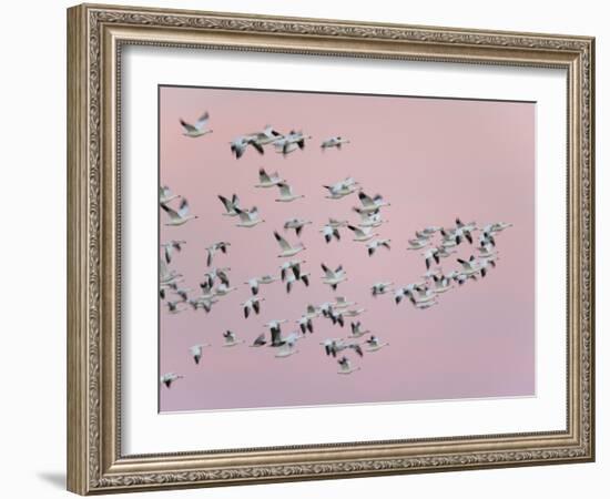 Snow Geese in Flight, Bosque Del Apache National Wildlife Reserve, New Mexico, USA-Arthur Morris-Framed Photographic Print