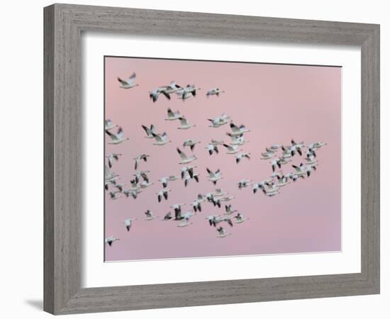 Snow Geese in Flight, Bosque Del Apache National Wildlife Reserve, New Mexico, USA-Arthur Morris-Framed Photographic Print