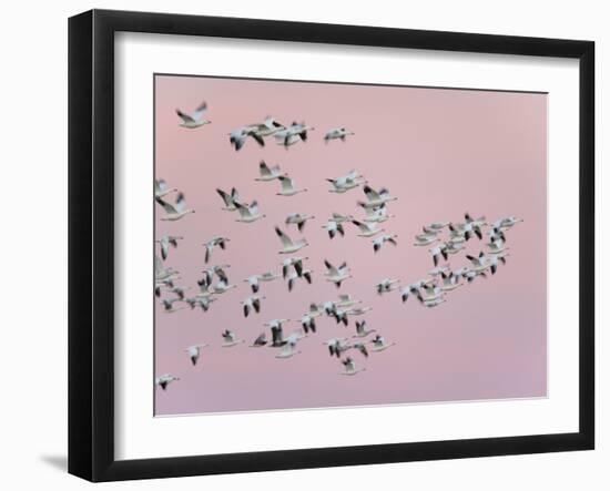 Snow Geese in Flight, Bosque Del Apache National Wildlife Reserve, New Mexico, USA-Arthur Morris-Framed Photographic Print