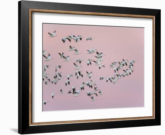 Snow Geese in Flight, Bosque Del Apache National Wildlife Reserve, New Mexico, USA-Arthur Morris-Framed Photographic Print