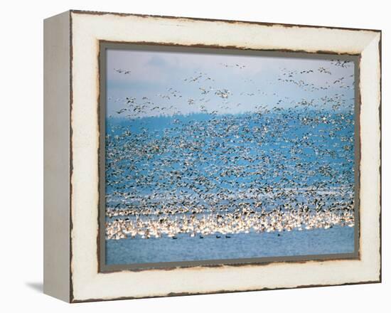 Snow Geese in Flight, Skagit Valley, Skagit Flats, Washington State, USA-Charles Sleicher-Framed Premier Image Canvas