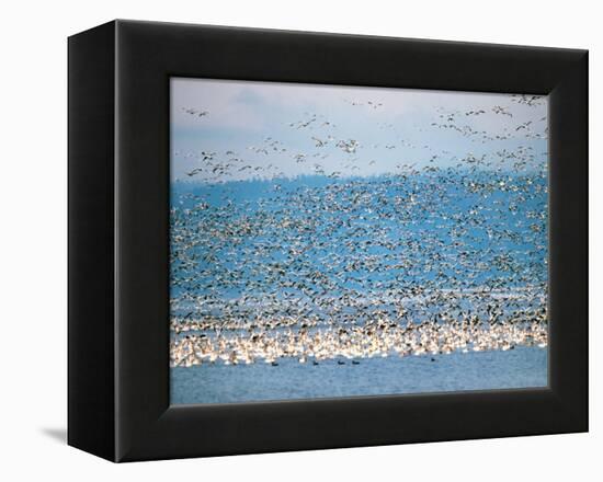 Snow Geese in Flight, Skagit Valley, Skagit Flats, Washington State, USA-Charles Sleicher-Framed Premier Image Canvas