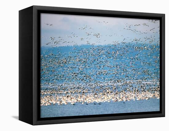 Snow Geese in Flight, Skagit Valley, Skagit Flats, Washington State, USA-Charles Sleicher-Framed Premier Image Canvas