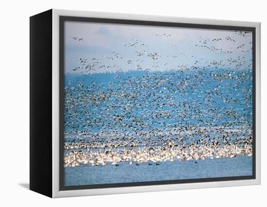 Snow Geese in Flight, Skagit Valley, Skagit Flats, Washington State, USA-Charles Sleicher-Framed Premier Image Canvas