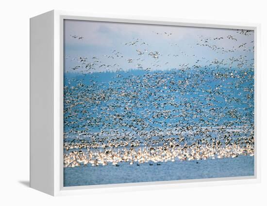 Snow Geese in Flight, Skagit Valley, Skagit Flats, Washington State, USA-Charles Sleicher-Framed Premier Image Canvas