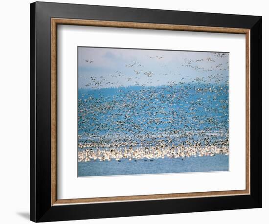 Snow Geese in Flight, Skagit Valley, Skagit Flats, Washington State, USA-Charles Sleicher-Framed Photographic Print