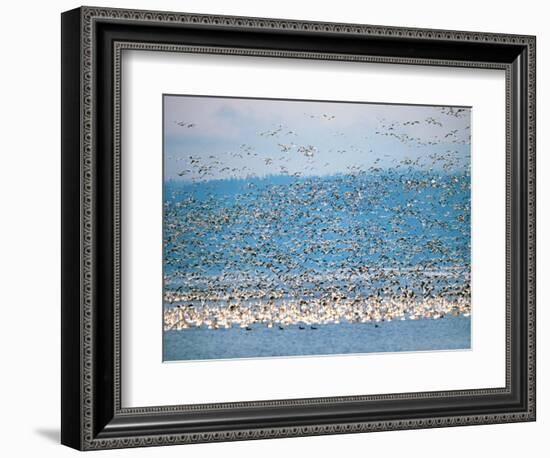 Snow Geese in Flight, Skagit Valley, Skagit Flats, Washington State, USA-Charles Sleicher-Framed Photographic Print