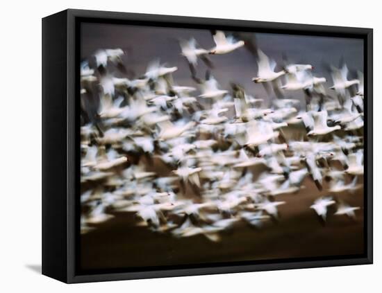 Snow Geese in Flight, Skagit Valley, Skagit Flats, Washington State, USA-Charles Sleicher-Framed Premier Image Canvas