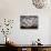 Snow Geese in Flight, Skagit Valley, Skagit Flats, Washington State, USA-Charles Sleicher-Photographic Print displayed on a wall