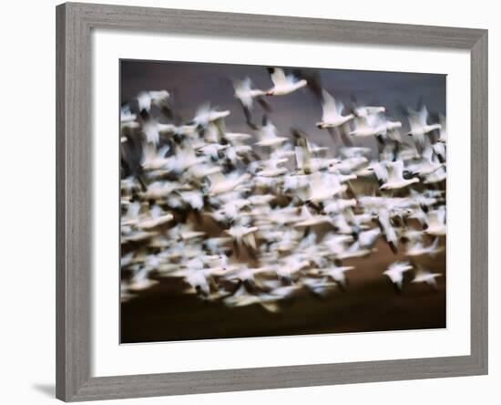 Snow Geese in Flight, Skagit Valley, Skagit Flats, Washington State, USA-Charles Sleicher-Framed Photographic Print