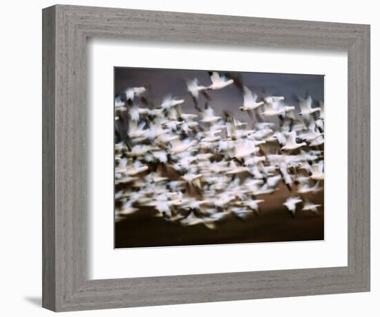 Snow Geese in Flight, Skagit Valley, Skagit Flats, Washington State, USA-Charles Sleicher-Framed Photographic Print