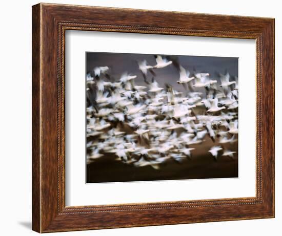 Snow Geese in Flight, Skagit Valley, Skagit Flats, Washington State, USA-Charles Sleicher-Framed Photographic Print