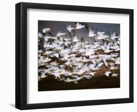 Snow Geese in Flight, Skagit Valley, Skagit Flats, Washington State, USA-Charles Sleicher-Framed Photographic Print