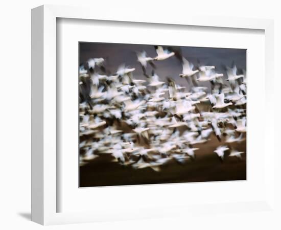 Snow Geese in Flight, Skagit Valley, Skagit Flats, Washington State, USA-Charles Sleicher-Framed Photographic Print