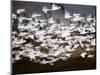 Snow Geese in Flight, Skagit Valley, Skagit Flats, Washington State, USA-Charles Sleicher-Mounted Photographic Print