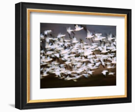 Snow Geese in Flight, Skagit Valley, Skagit Flats, Washington State, USA-Charles Sleicher-Framed Photographic Print