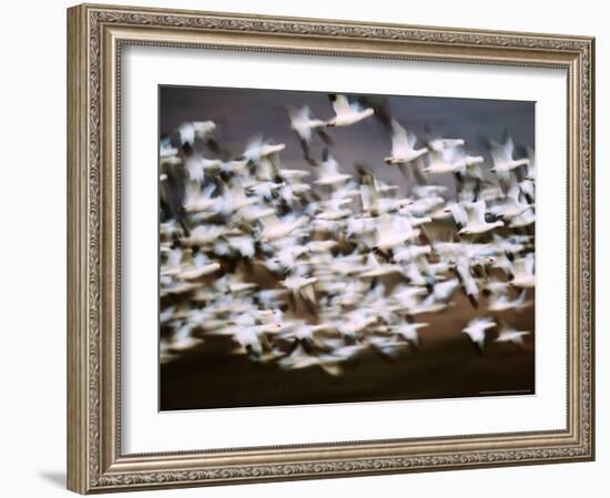 Snow Geese in Flight, Skagit Valley, Skagit Flats, Washington, USA-Charles Sleicher-Framed Photographic Print