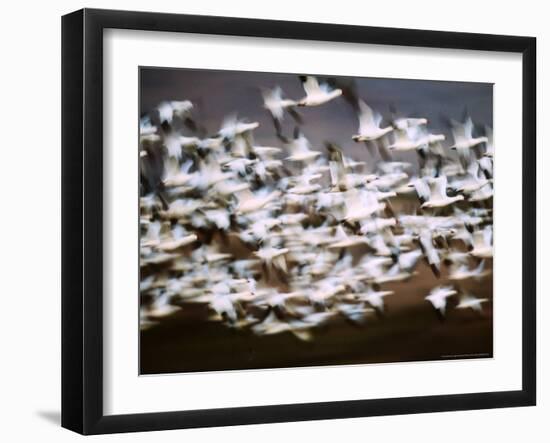 Snow Geese in Flight, Skagit Valley, Skagit Flats, Washington, USA-Charles Sleicher-Framed Photographic Print