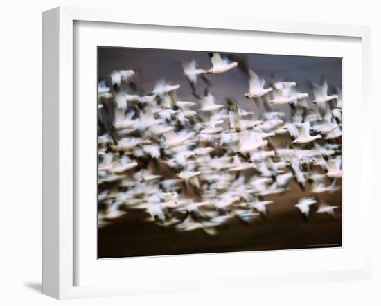 Snow Geese in Flight, Skagit Valley, Skagit Flats, Washington, USA-Charles Sleicher-Framed Photographic Print