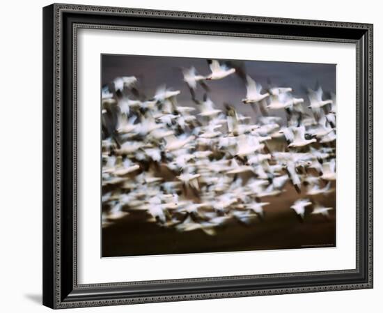 Snow Geese in Flight, Skagit Valley, Skagit Flats, Washington, USA-Charles Sleicher-Framed Photographic Print