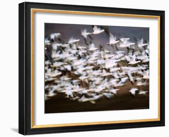 Snow Geese in Flight, Skagit Valley, Skagit Flats, Washington, USA-Charles Sleicher-Framed Photographic Print