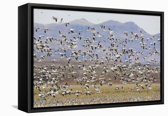 Snow Geese in Flight-DLILLC-Framed Premier Image Canvas