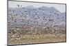 Snow Geese in Flight-DLILLC-Mounted Photographic Print