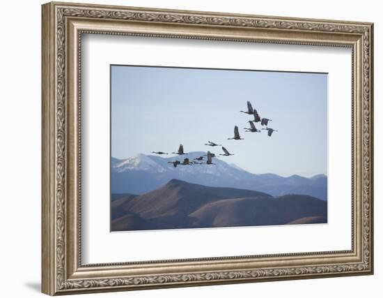 Snow Geese in Flight-DLILLC-Framed Photographic Print