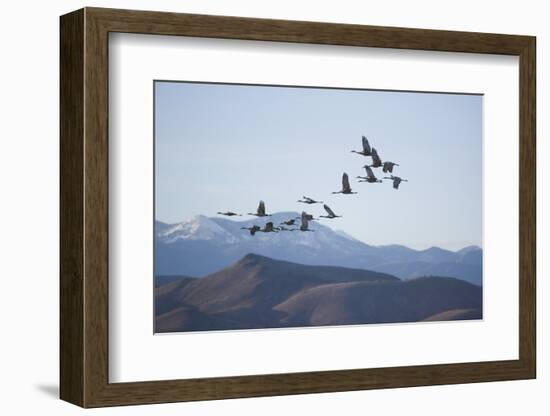 Snow Geese in Flight-DLILLC-Framed Photographic Print