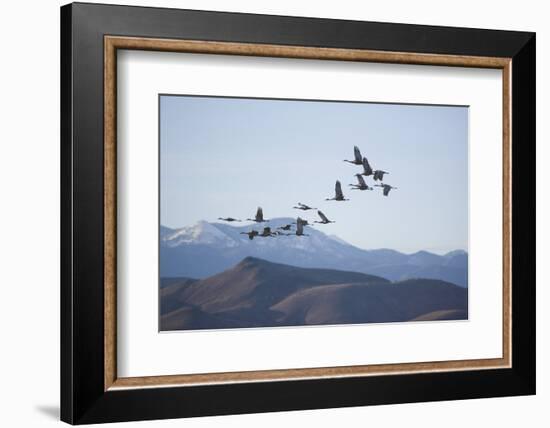 Snow Geese in Flight-DLILLC-Framed Photographic Print