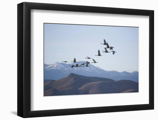 Snow Geese in Flight-DLILLC-Framed Photographic Print