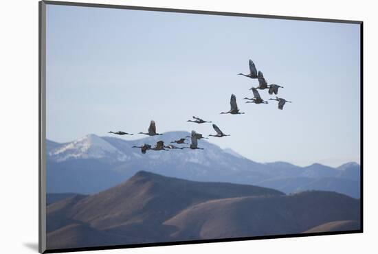 Snow Geese in Flight-DLILLC-Mounted Photographic Print