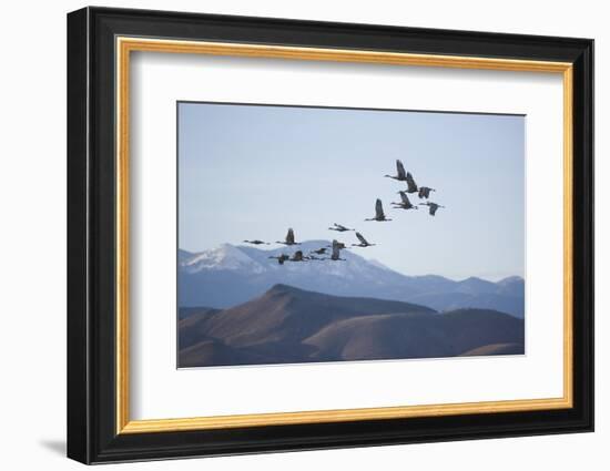 Snow Geese in Flight-DLILLC-Framed Photographic Print