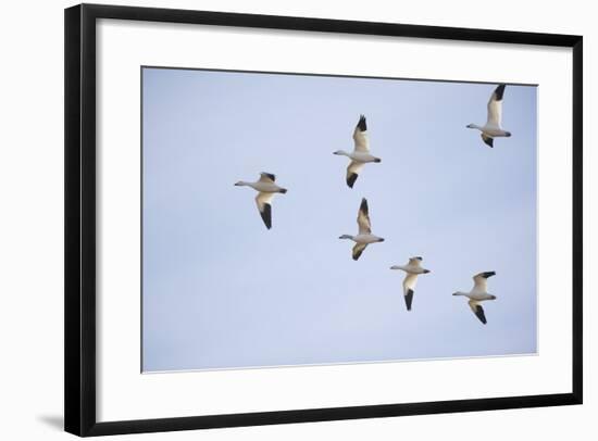 Snow Geese in Flight-DLILLC-Framed Photographic Print