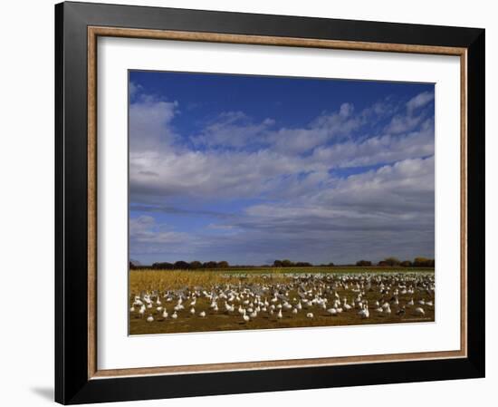 Snow Geese in Winter, Bosque Del Apache, New Mexico, USA-David Tipling-Framed Photographic Print