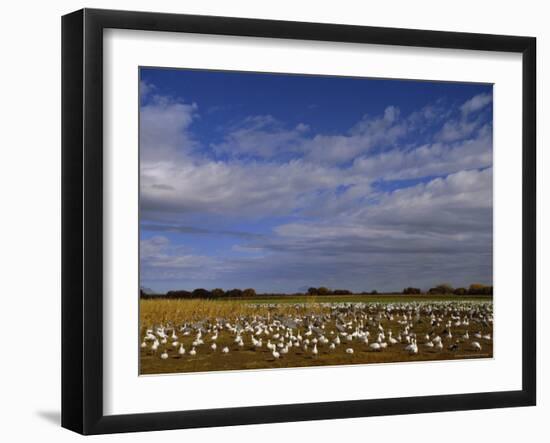 Snow Geese in Winter, Bosque Del Apache, New Mexico, USA-David Tipling-Framed Photographic Print