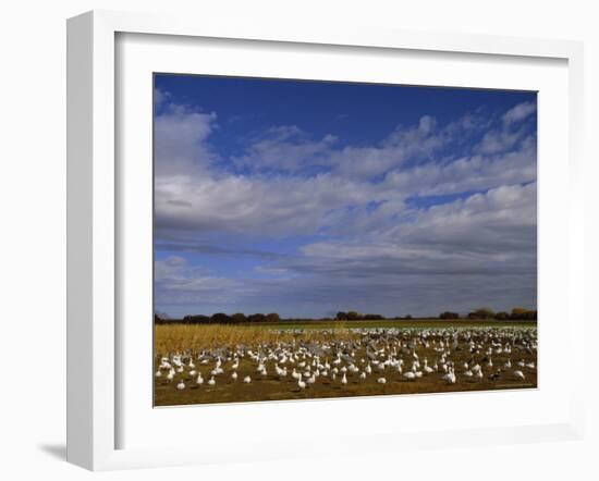 Snow Geese in Winter, Bosque Del Apache, New Mexico, USA-David Tipling-Framed Photographic Print