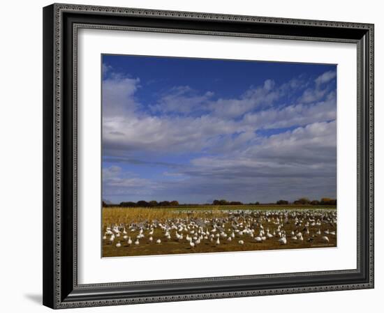 Snow Geese in Winter, Bosque Del Apache, New Mexico, USA-David Tipling-Framed Photographic Print