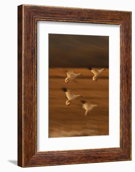 Snow Geese Landing-DLILLC-Framed Photographic Print