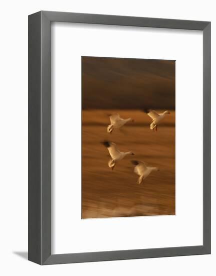 Snow Geese Landing-DLILLC-Framed Photographic Print