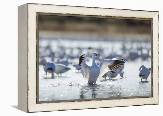 Snow Geese, New Mexico-Paul Souders-Framed Premier Image Canvas