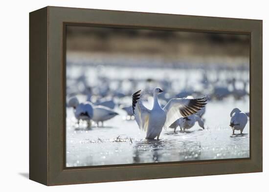 Snow Geese, New Mexico-Paul Souders-Framed Premier Image Canvas