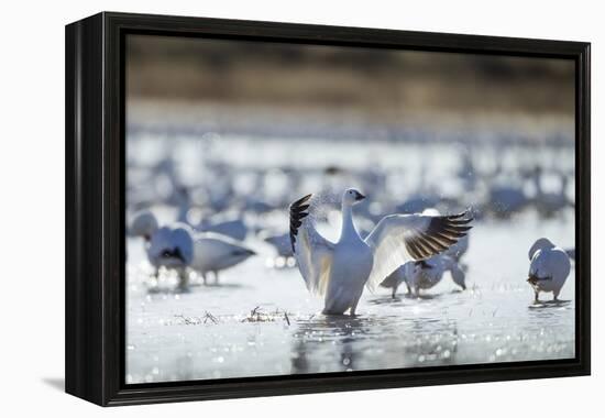 Snow Geese, New Mexico-Paul Souders-Framed Premier Image Canvas